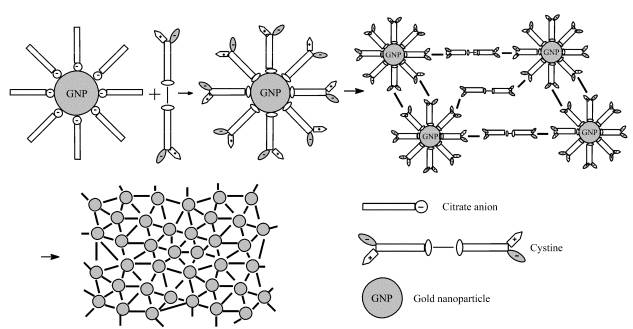 金纳米粒子-胱氨酸三维网状结构形成示意