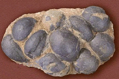                恐龙蛋化石